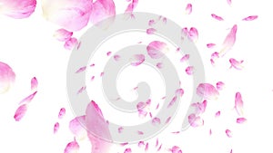 Falling pink rose petals. Valentine slow motion HD animation, close up over white background.