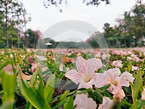 Falling pink Tabebuia Rosea flower in park