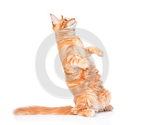 Falling playful cat. isolated on white background