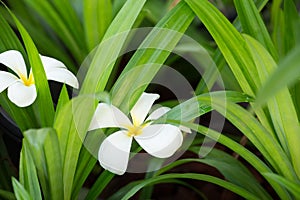 Falling plumeria flowers