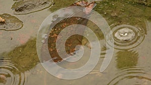 Falling Rain drops on water surface. Rain fall on ground in rainy season. Raindrops rippling in a puddle with bright sky