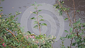 Falling rain water drops on Green apple Tree Plant leaf. Beautiful rainy season, water drop on green leaf nature