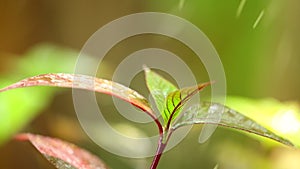 Falling Raindrops Plant Foliage Nature Environment