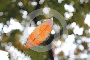 Falling red orange leaf from a tree