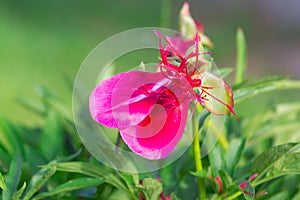 Falling red peony flower