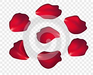 Falling red rose petals isolated on white background. Vector illustration