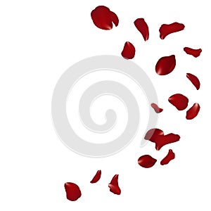 Falling red rose petals seasonal confetti, blossom elements flying isolated. Abstract floral background with beauty