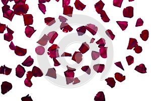 Falling red rose petals on white background