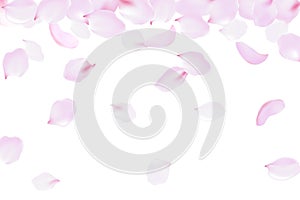 Falling rose petals soft delicate pink blossom. Sakura cherry flying flowers. 3d realistic design. Vector illustration