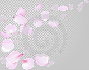 Falling rose petals soft delicate pink blossom on transparent background. Sakura cherry flying flowers. 3d realistic design. Vecto