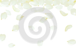 Falling rose petals soft delicate yellow blossom flying flowers. 3d realistic design. Vector illustration