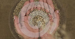 Falling rye grains in human palms on the background of a sack with grain.