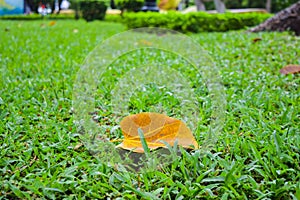 Falling season in Ha Noi, Vietnam