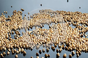Falling seeds crushed round rice for porridge