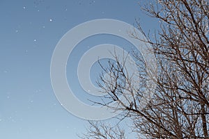 Falling snow against a background of blue sky and branches of dry tree