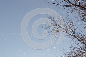Falling snow against a background of blue sky and branches of dry tree