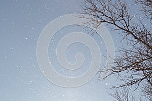 Falling snow against a background of blue sky and branches of dry tree