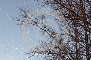 Falling snow against a background of blue sky and branches of dry tree