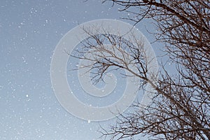 Falling snow against a background of blue sky and branches of dry tree