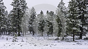 Falling snow blankets the trees