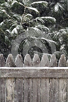 Falling snow on evergreen and fence.