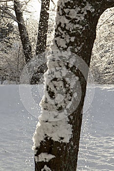 Falling snow and tree.