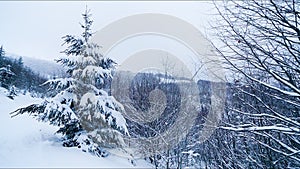 Falling snowflakes in frozen mountains landscape with fir trees. Christmas background with tall spruce trees covered