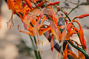 Falling Star Crocosmia aurea 6065