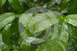 Falling Summer Monsoon Rain on Green Tree Plant leaf. Raindrop on leaves picture. Beautiful rainy season. Nature background. Close