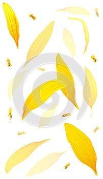 Falling sunflower seeds and yellow petals isolated on white background