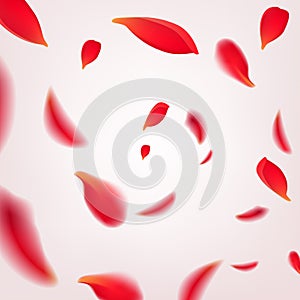 Falling swirl of red rose petals isolated on white background. Vector illustration with beauty roses petals frame