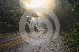 Falling tree block the road after rain storm