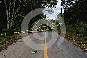 Falling tree block the road after rain storm