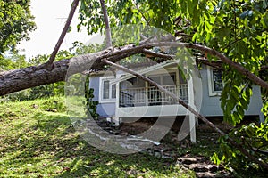 Falling tree after hard storm on damage house