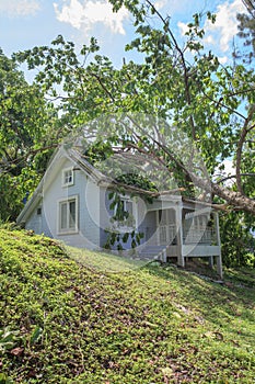 Falling tree after hard storm on damage house