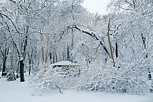 Falling tree after sleet load and snow at snow-covered winter park in a city. Weather forecast concept. Snowy winter