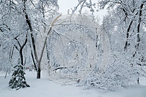 Falling tree after sleet load and snow at snow-covered winter park in a city. Weather forecast concept. Snowy winter