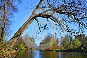 Falling tree on the Third southern pond on Elagin Island in St. Petersburg, Russia