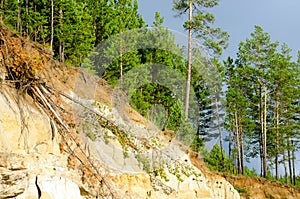 Falling trees on a cliff of clay rock in the Northern spruce taiga of Yakutia under a pine forest