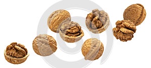 Falling walnuts isolated on white background, collection