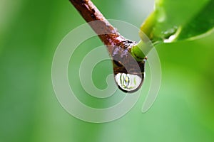 Falling water drop