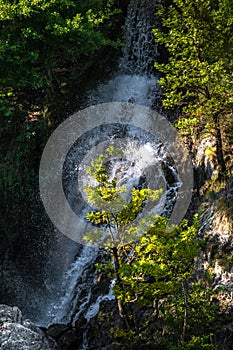 Falling water waterfall, green jungle landscape. Waterfall and trees. Gorgeous scenery the water falling from the vertical rock