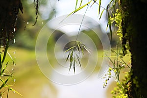 Falling waterdrops with deepth of field