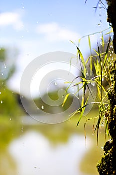 Falling waterdrops with soft background