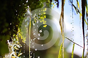 Falling waterdrops with deepth of field