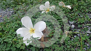 Falling white plumeria on green background