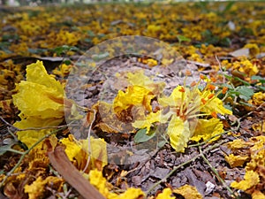 Falling yellow Copper Pod flowers on park ground in summer of Thailand