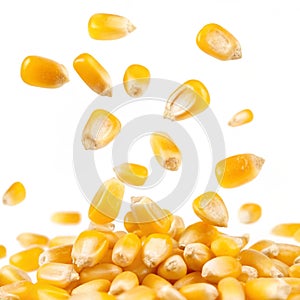 Falling yellow corn kernels isolated