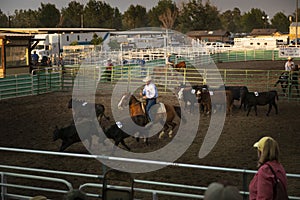 A cowboy on horseback herding cattle in a rodeo at the Churchill County Fairgrounds in the city of Fallon, in the State of Nevada.