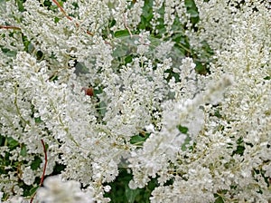 Fallopia baldschuanica is an Asian species of flowering plant in the cornflower family.